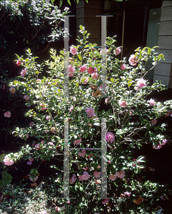 Picture of Camellia  'Ole'