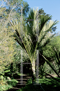 Picture of Rhopalostylis baueri 