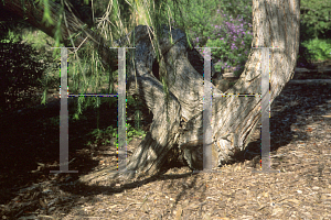 Picture of Melaleuca armillaris 