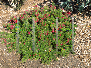 Picture of Grevillea rosmarinifolia 'Scarlet Sprite'