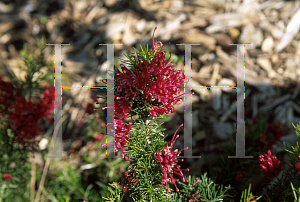 Picture of Grevillea rosmarinifolia 'Scarlet Sprite'