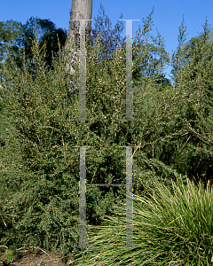 Picture of Leptospermum petersonii 'White Swan'