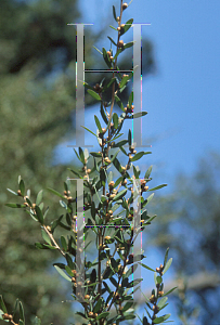 Picture of Leptospermum petersonii 'White Swan'