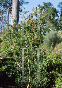 Picture of Callistemon salignus 'Eureka'