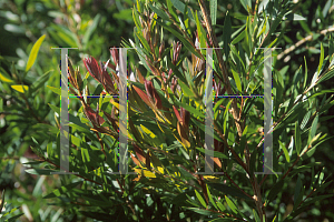 Picture of Callistemon salignus 'Eureka'