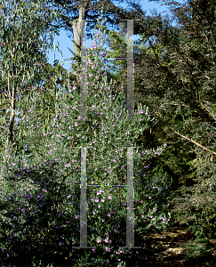 Picture of Westringia  'Wynyabbie Gem'