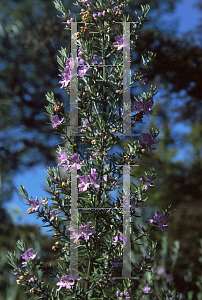 Picture of Westringia  'Wynyabbie Gem'