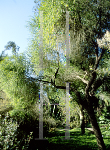 Picture of Melaleuca bracteata 'Revolution Green'