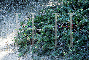 Picture of Arctostaphylos imbricata ssp. imbricata 