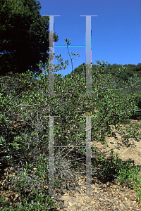 Picture of Quercus durata 