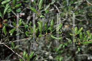 Picture of Quercus durata 