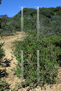 Picture of Baccharis pilularis ssp. consanguinea 