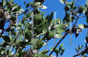 Picture of Arctostaphylos patula 