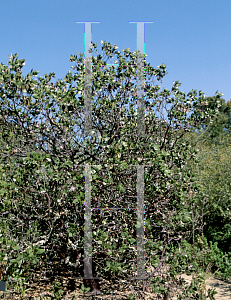 Picture of Arctostaphylos patula 