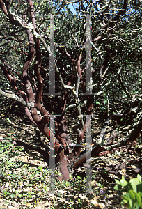 Picture of Arctostaphylos purissima 