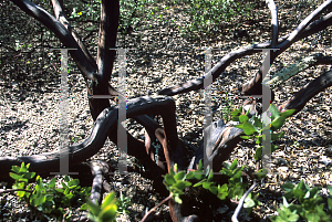 Picture of Arctostaphylos andersonii var. pallida 