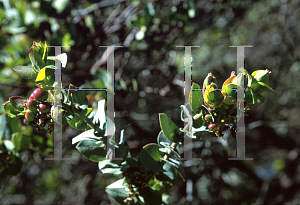 Picture of Arctostaphylos andersonii var. pallida 