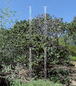 Picture of Arctostaphylos andersonii var. pallida 