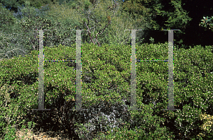 Picture of Arctostaphylos hookeri ssp. hookeri 