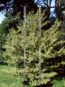 Picture of Lophomyrtus x ralphii 'Gloriosa'