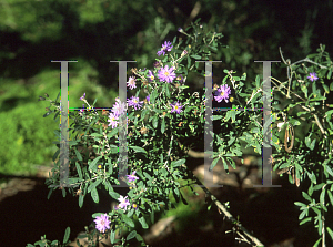 Picture of Olearia phlogopappa 'Blue Gem'