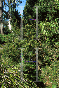 Picture of Leptospermum nitidum 