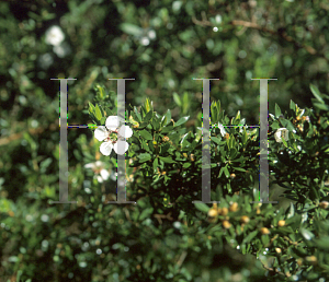 Picture of Leptospermum nitidum 