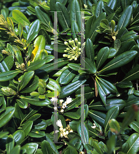 Picture of Pittosporum tobira 'Wheeleri'