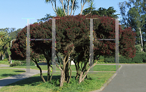 Picture of Leptospermum scoparium 