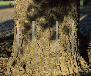 Picture of Pseudotsuga macrocarpa 