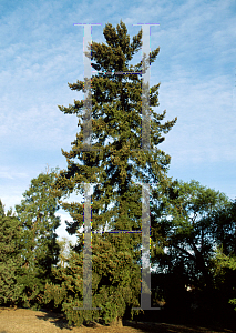 Picture of Pseudotsuga macrocarpa 