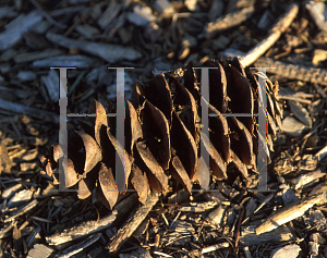 Picture of Pseudotsuga macrocarpa 