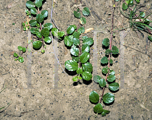 Picture of Ribes viburnifolium 