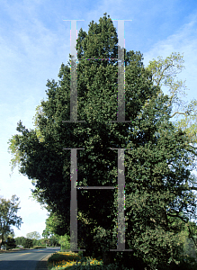 Picture of Quercus tomentella 