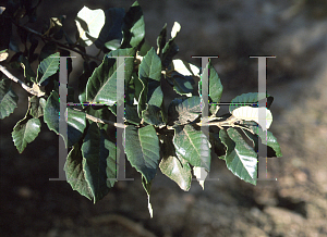 Picture of Quercus tomentella 