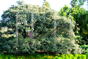 Picture of Quercus durata 