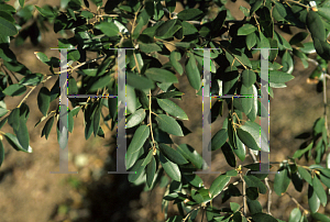 Picture of Quercus chrysolepis 