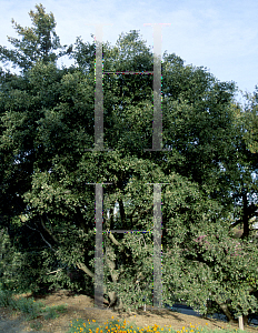 Picture of Quercus chrysolepis 