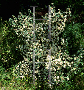 Picture of Phebalium squamulosum 