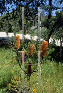 Picture of Banksia  'Giant Candles'