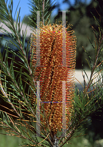 Picture of Banksia  'Giant Candles'