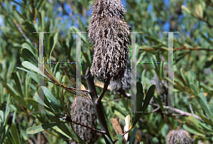 Picture of Banksia oreophila 