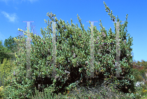 Picture of Banksia oreophila 