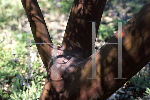 Picture of Arctostaphylos wellsii 