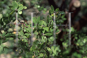 Picture of Arctostaphylos wellsii 