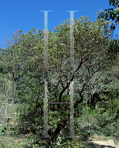 Picture of Arctostaphylos wellsii 