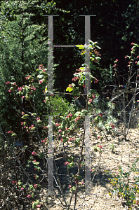 Picture of Ribes malvaceum var. viridiflorum 