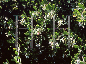 Picture of Arctostaphylos hookeri ssp. franciscana 