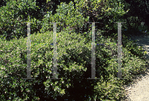 Picture of Arctostaphylos hookeri ssp. franciscana 