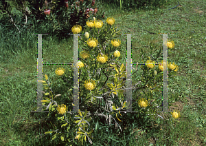 Picture of Leucospermum cuneiforme 